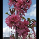 Plum Muckle