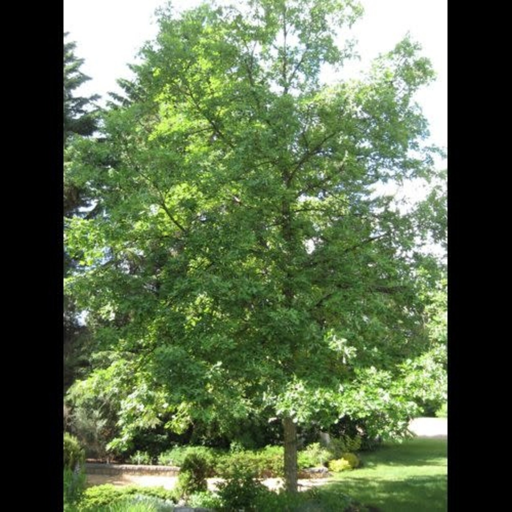 Bur Oak 5gal