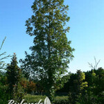 Oak Top Gun Bur