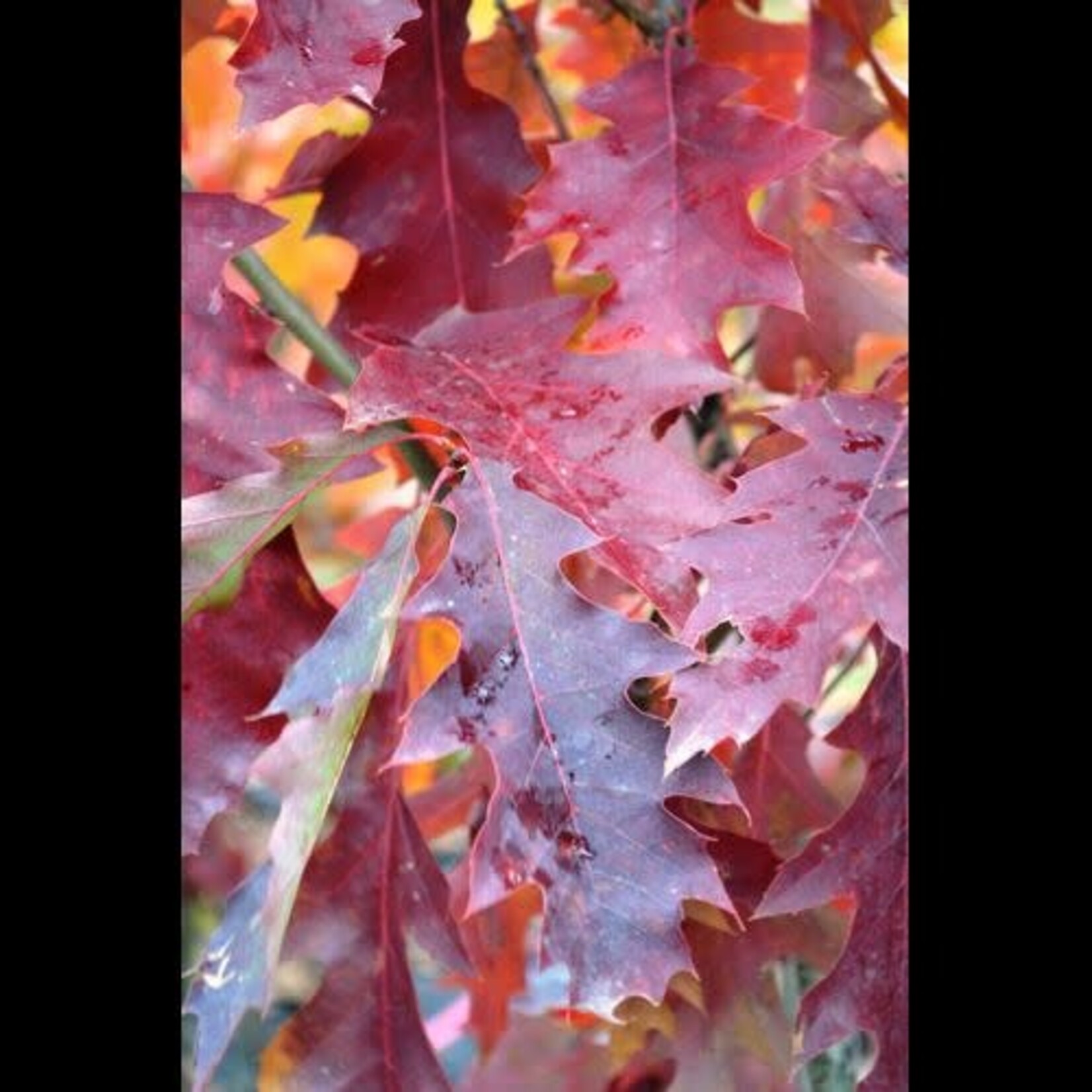 Oak Northern Red