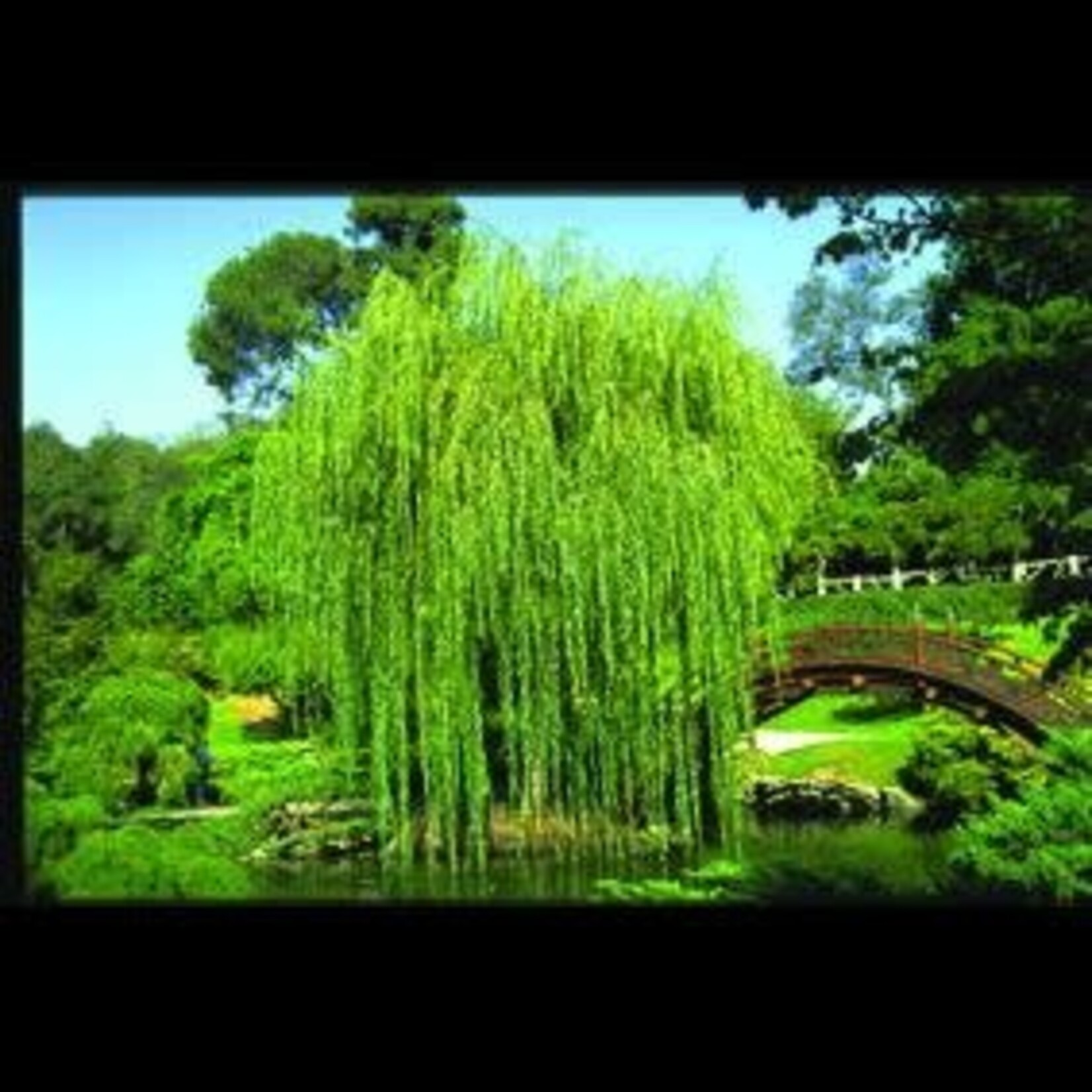 Willow Northern Fountain 5 Gal