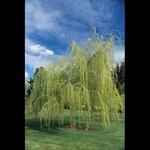 Willow Niobe