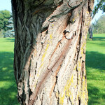 Willow Laurel Leaf