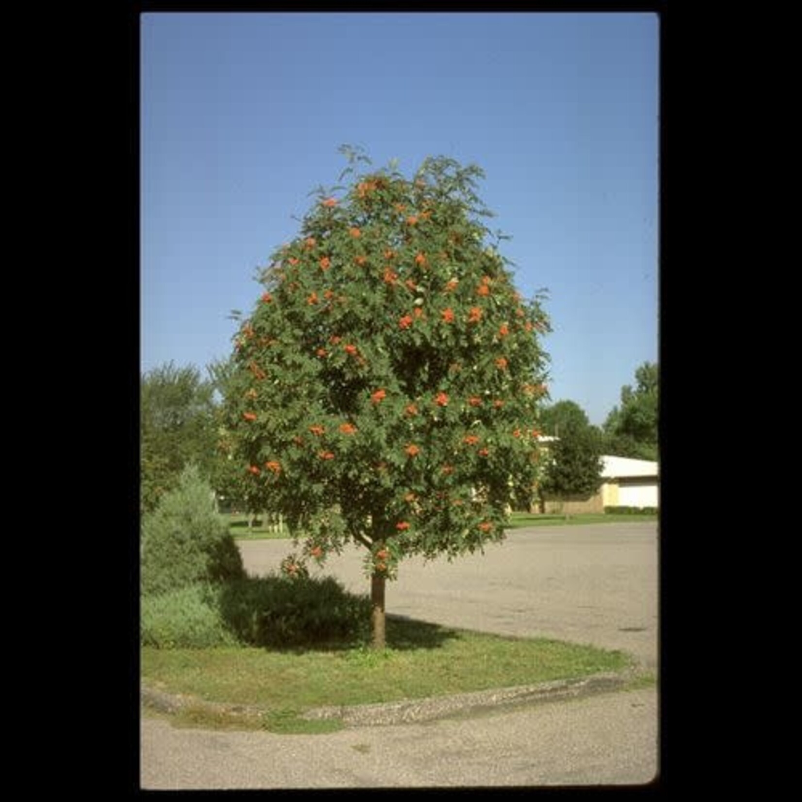 Showy Mountain Ash 5gal