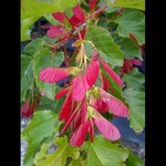 Maple Hot Wings Tatarian