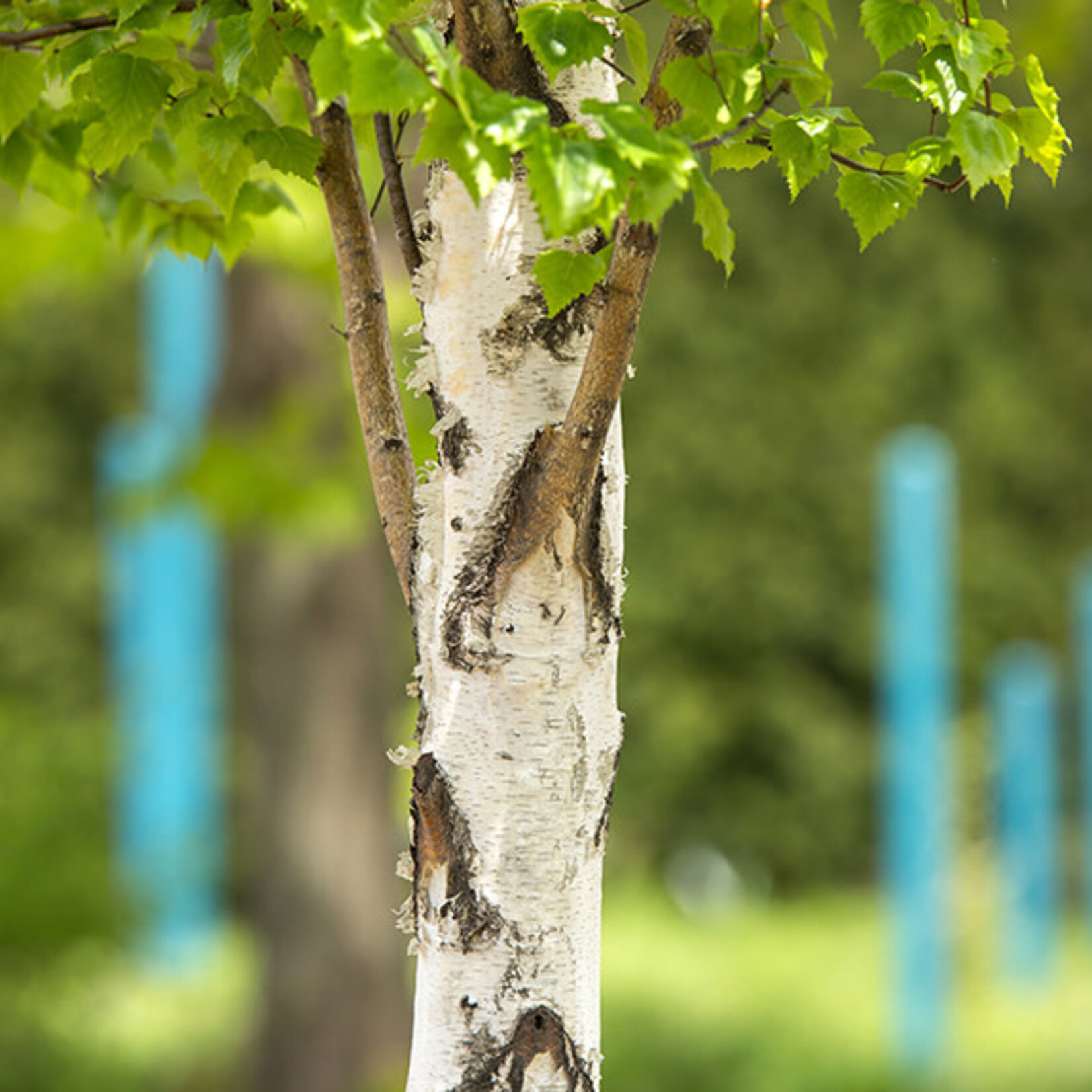 Birch Parkland Pillar 5 Gal