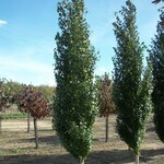 Birch Parkland Pillar