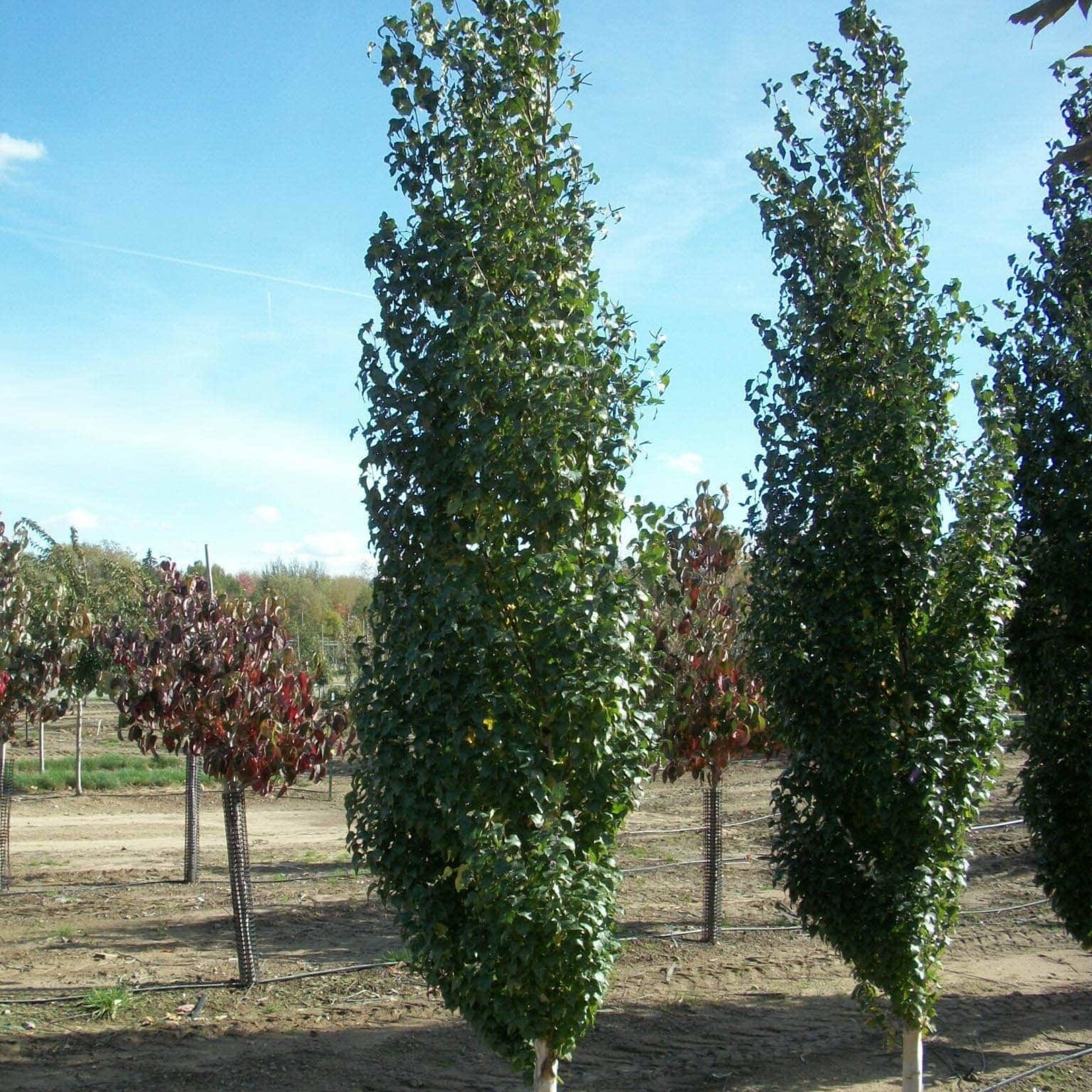 Birch Parkland Pillar 5 Gal