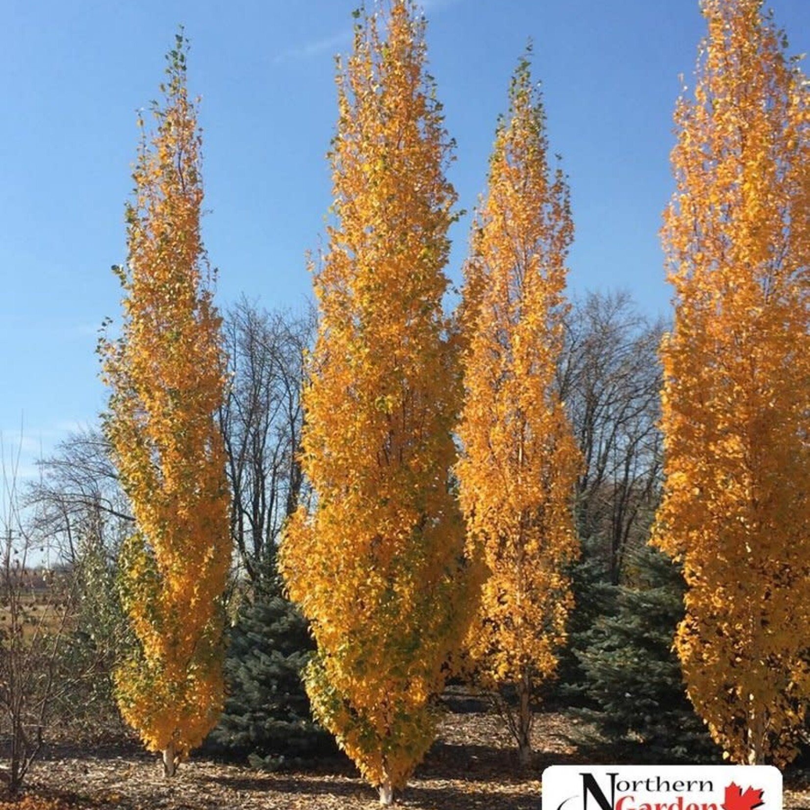 Birch Parkland Pillar 5 Gal