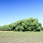 Willow Acute Leaf 1 Gal