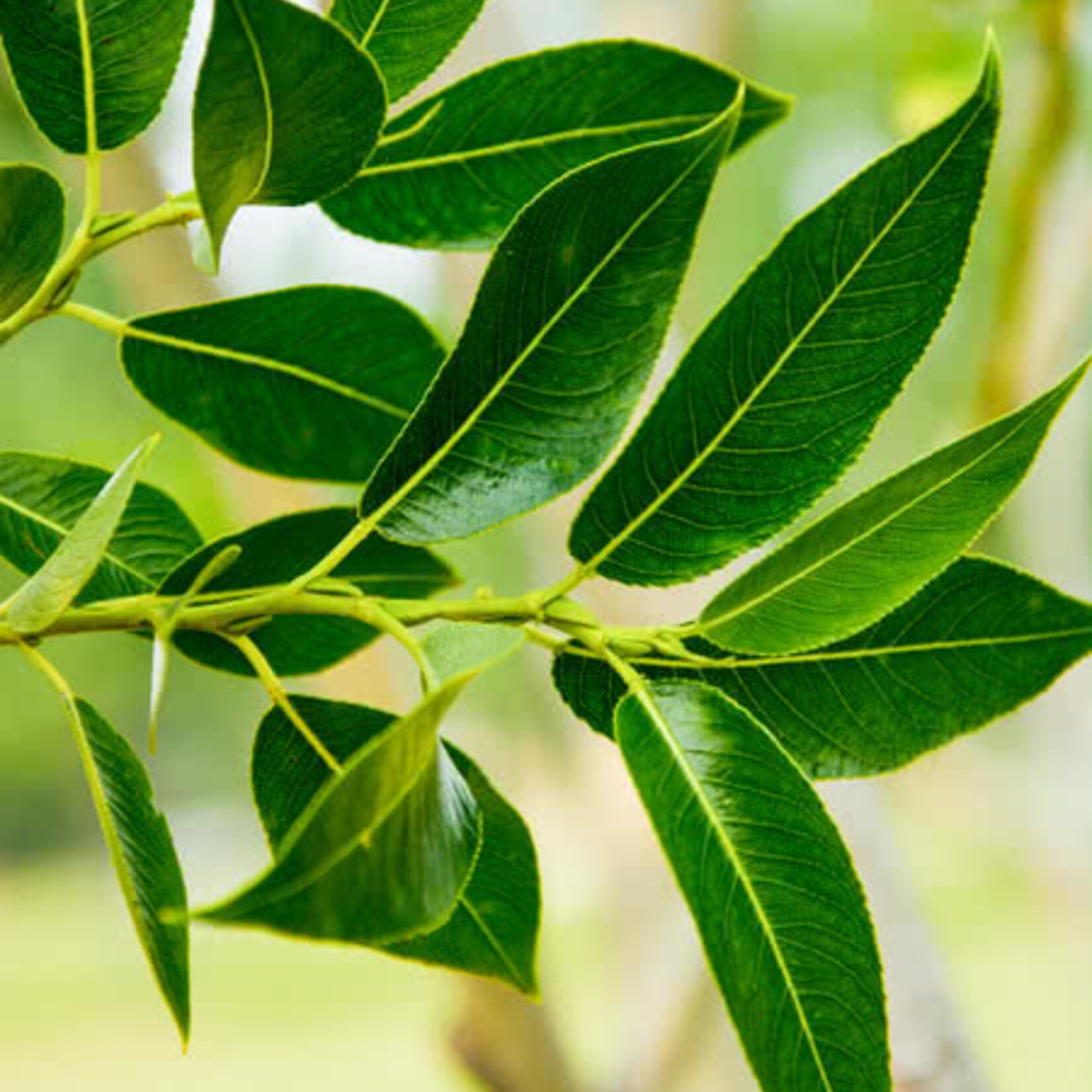 Willow Acute Leaf 1 Gal