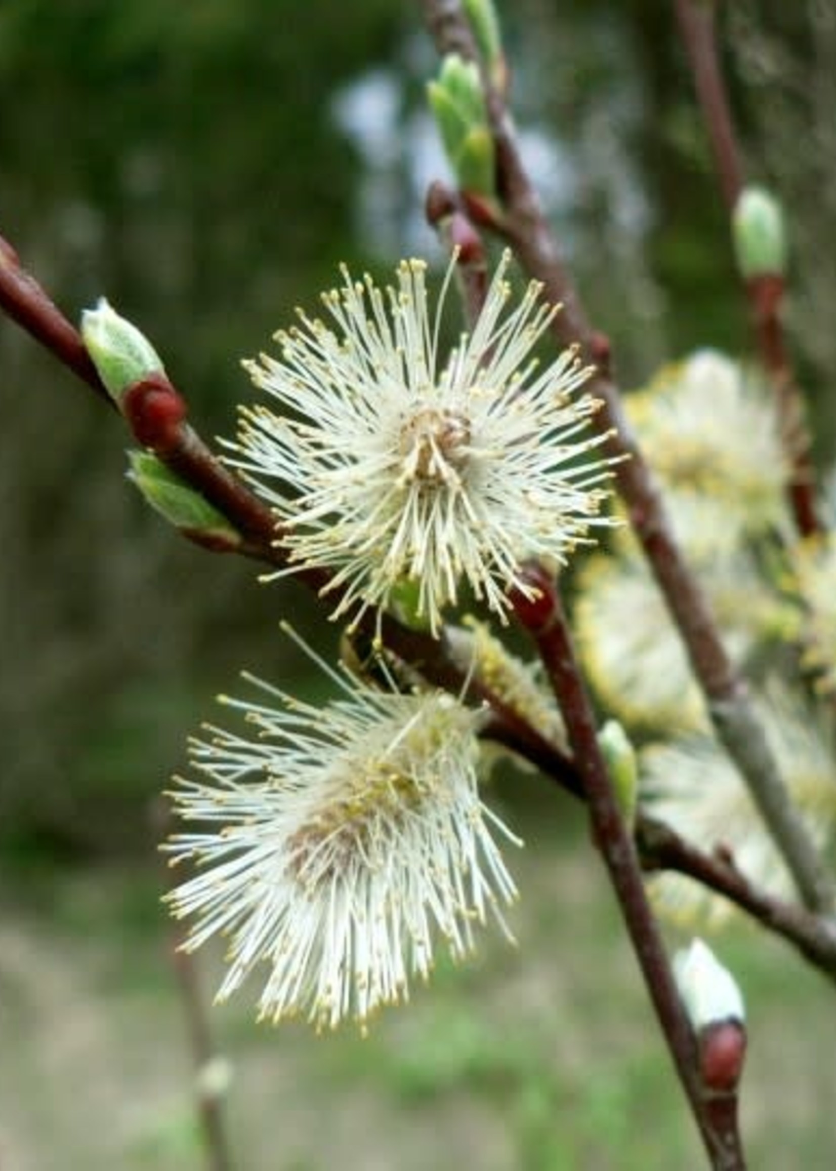 Willow Acute Leaf 1 Gal