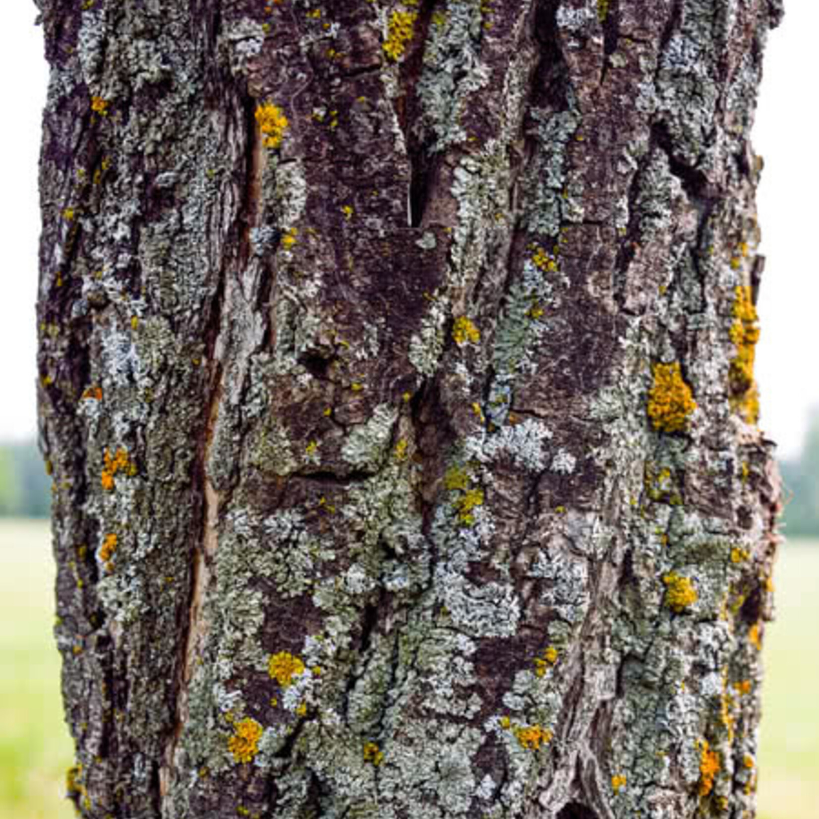 Willow Acute Leaf 1 Gal