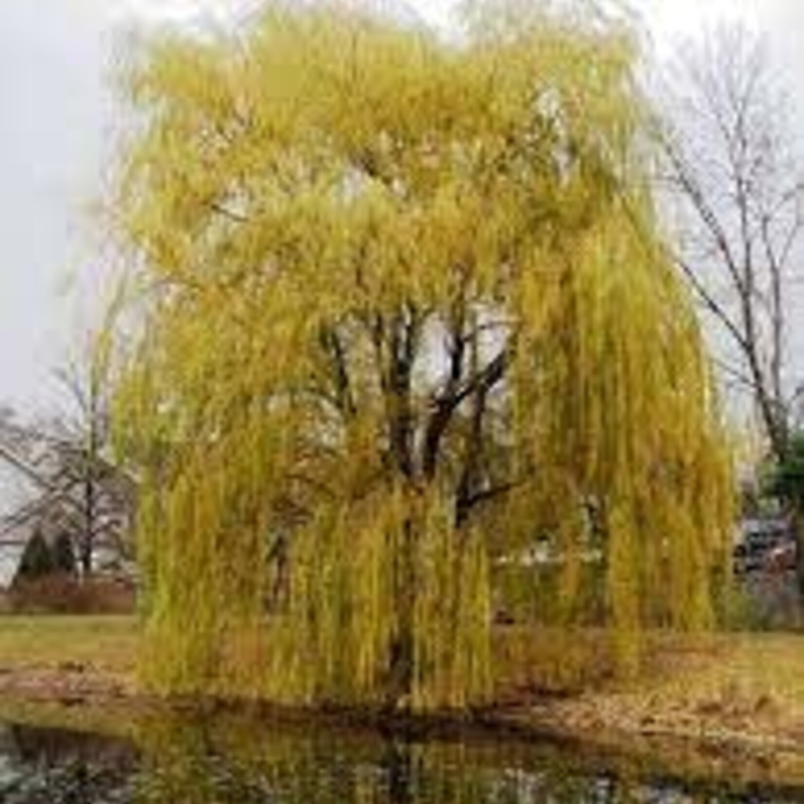 Willow Prairie Cascade 10 Gal