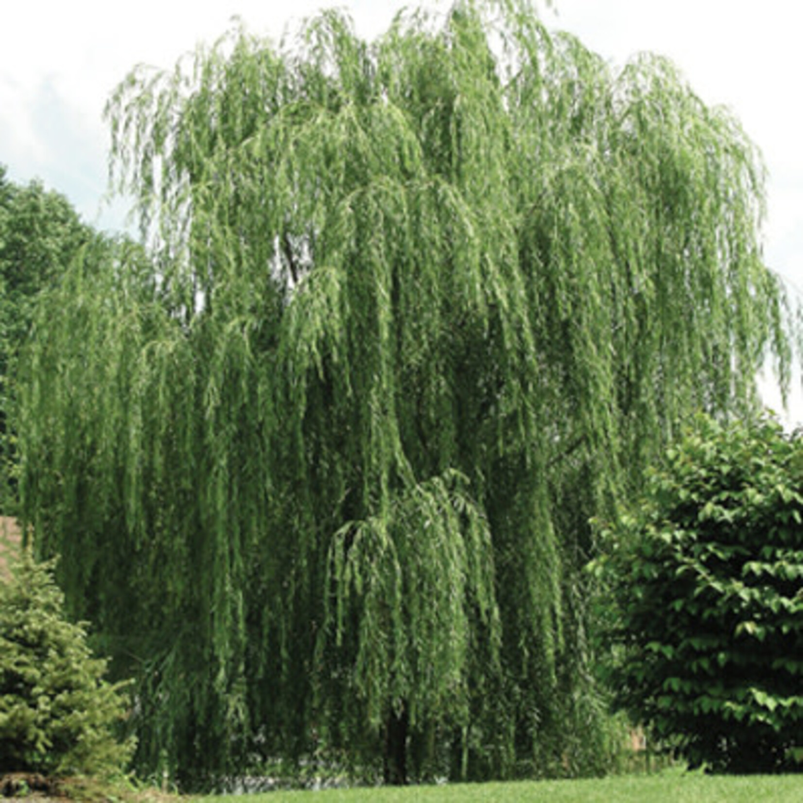 Willow Prairie Cascade 10 Gal