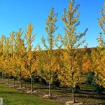 Poplar Byland Green
