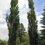 Poplar Tower