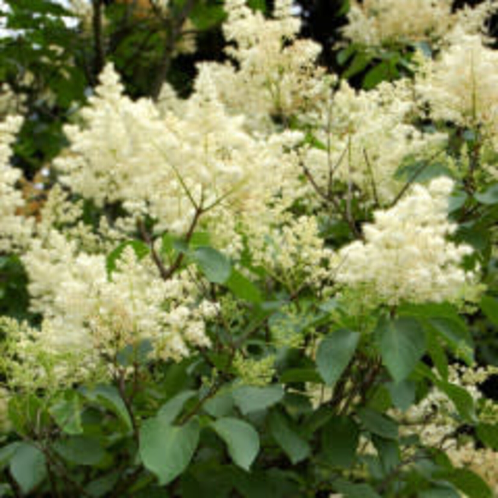 Lilac Ivory Silk Japanese Tree