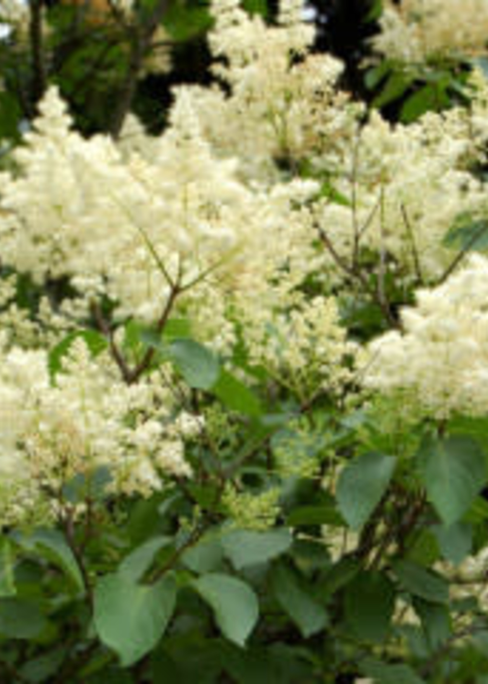 Lilac Ivory Silk Japanese Tree