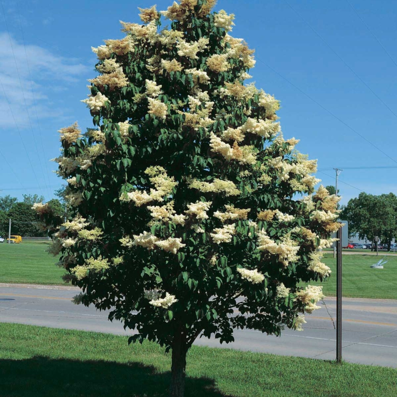 Lilac Ivory Silk Japanese Tree
