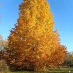 Linden Dropmore