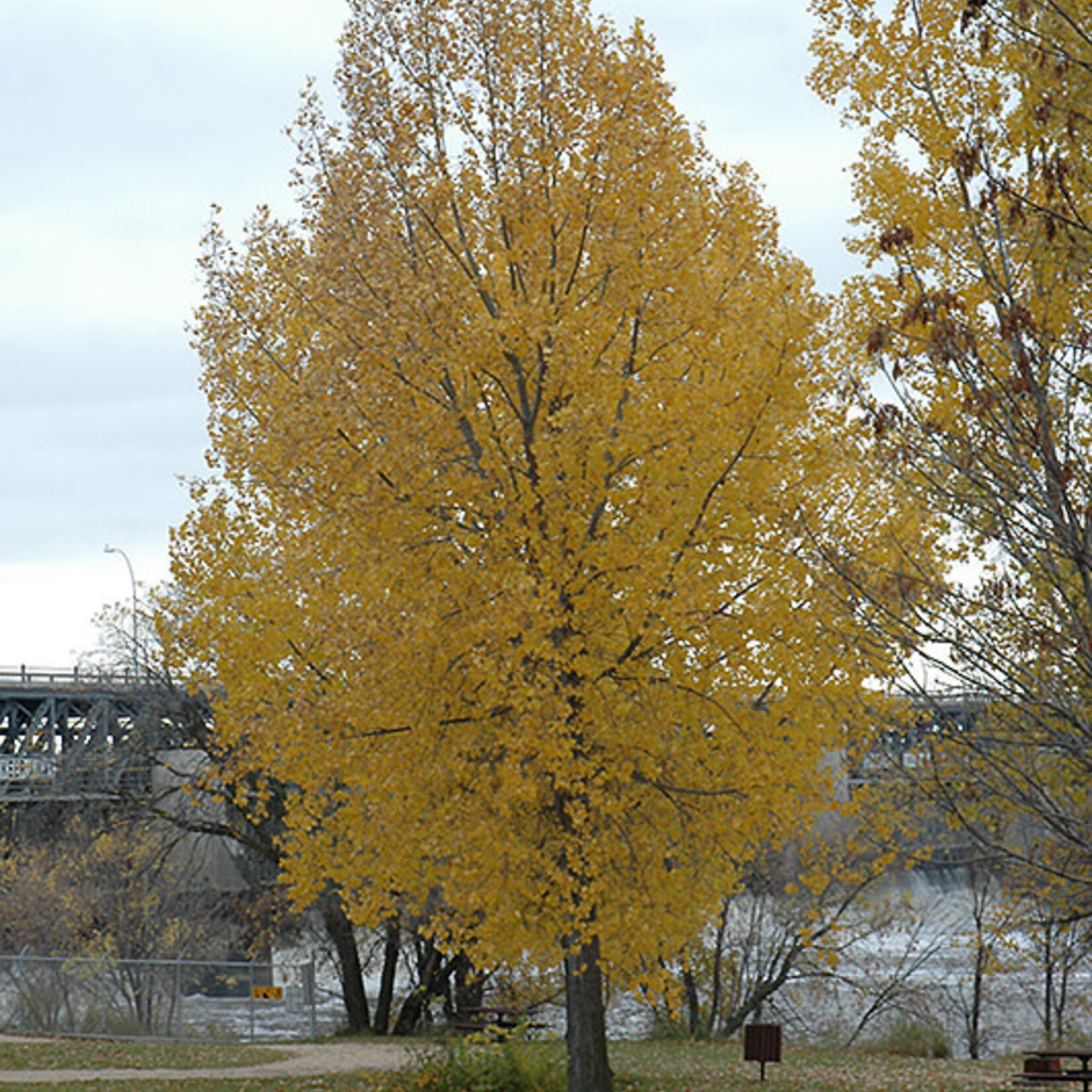 Poplar Siouxland 2 Gal