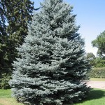 Spruce Trees