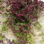 Vines