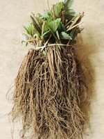Everbearing Strawberry -- 25 Bare Root Plants - SOLD OUT