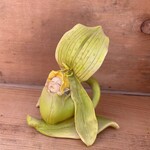Fairy Sleeping Orchid Flower