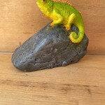 Miniature Chameleon on Rock