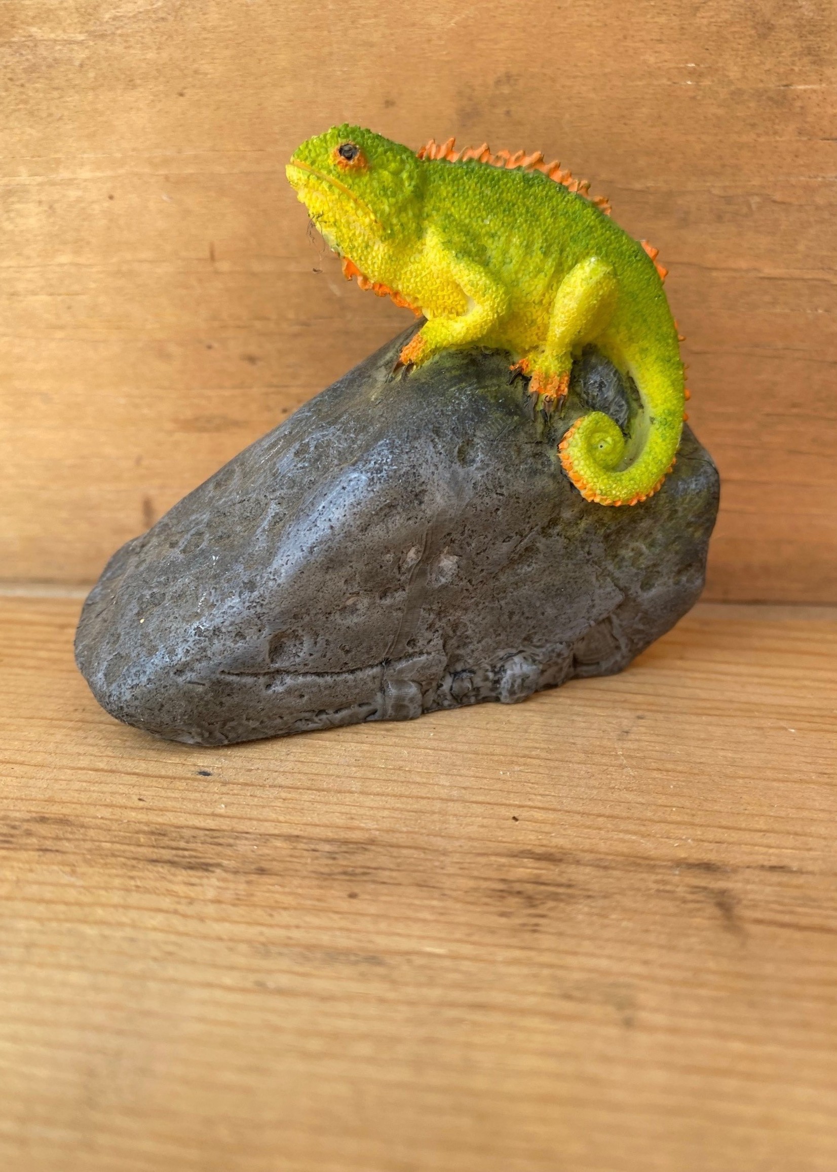 Miniature Chameleon on Rock