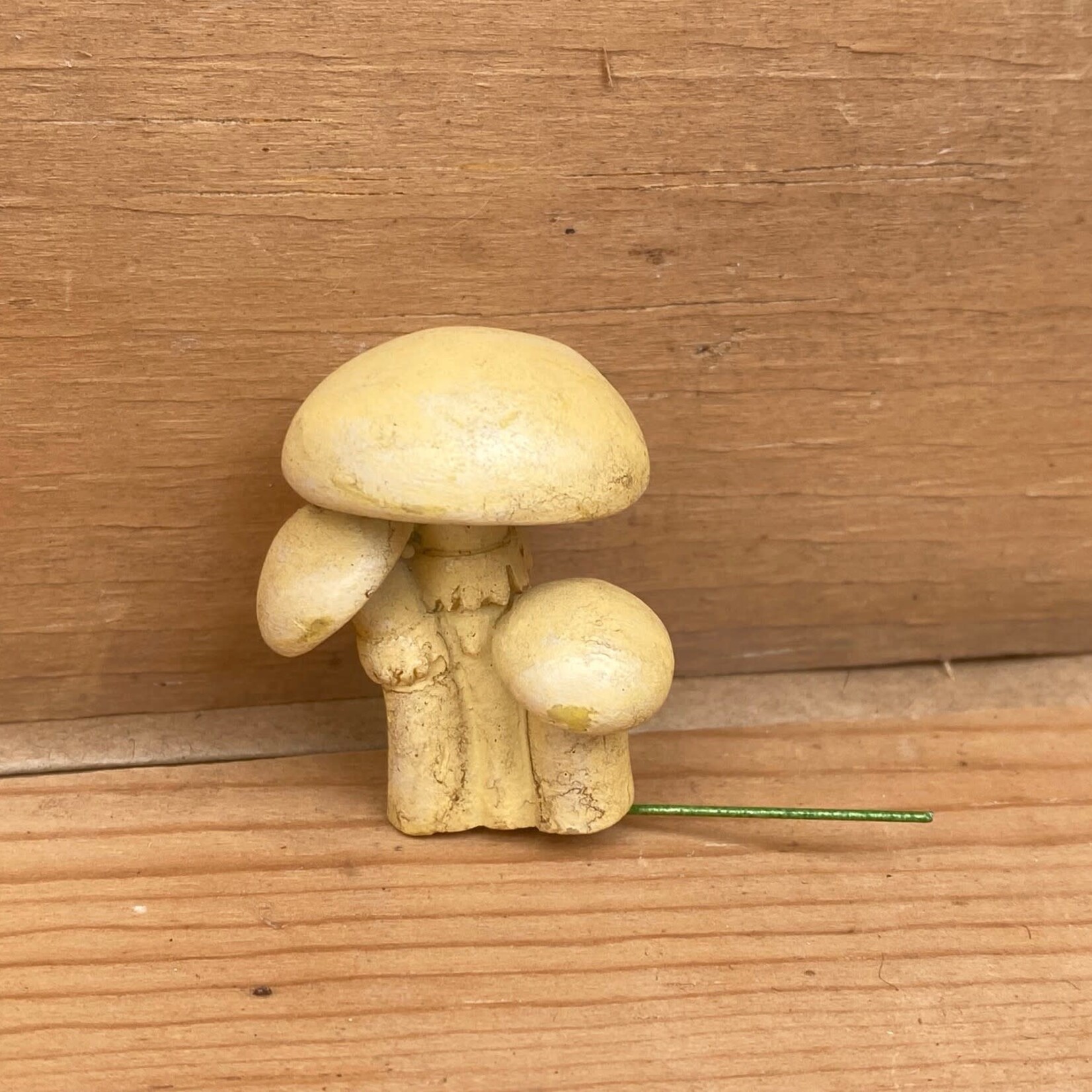 Miniature Mushroom Triple Brown