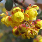Barberry