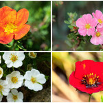 Potentilla