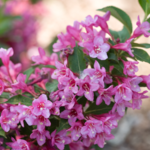 Weigela