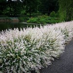 Willow
