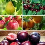 Fruit Trees