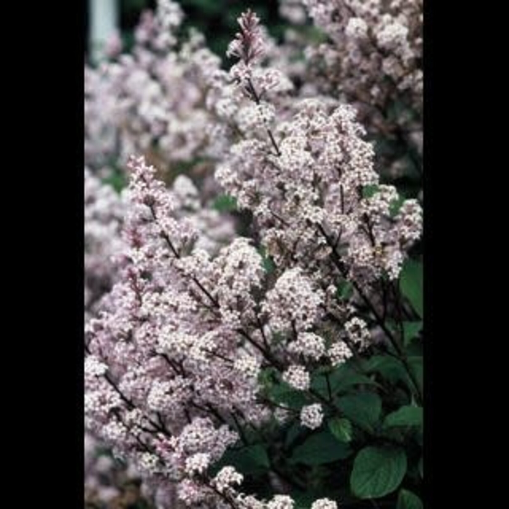 Lilac Villosa Late 1 Gal