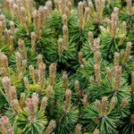 Dwarf Mugo Pine