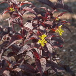 Diervilla Firefly Nightglow