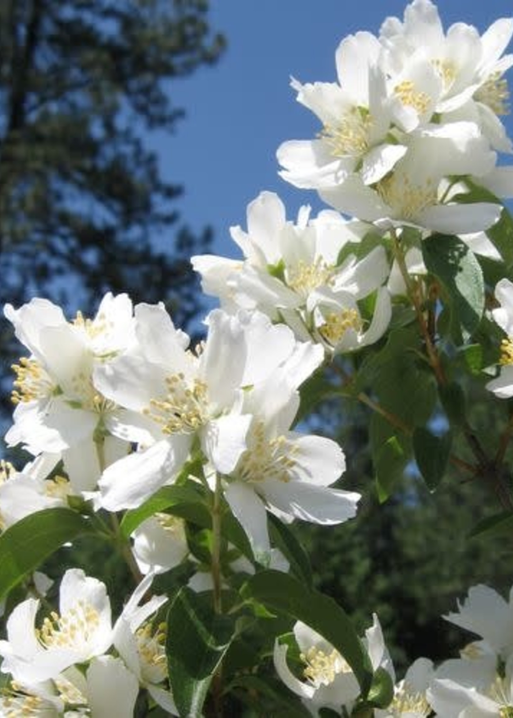 Mock Orange Blizzard 2 Gal