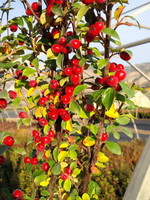 Cotoneaster Autumn Inferno 8 In