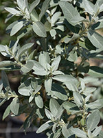 Olive Silverado Hybrid 5 Gal