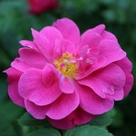 Rose John Cabot