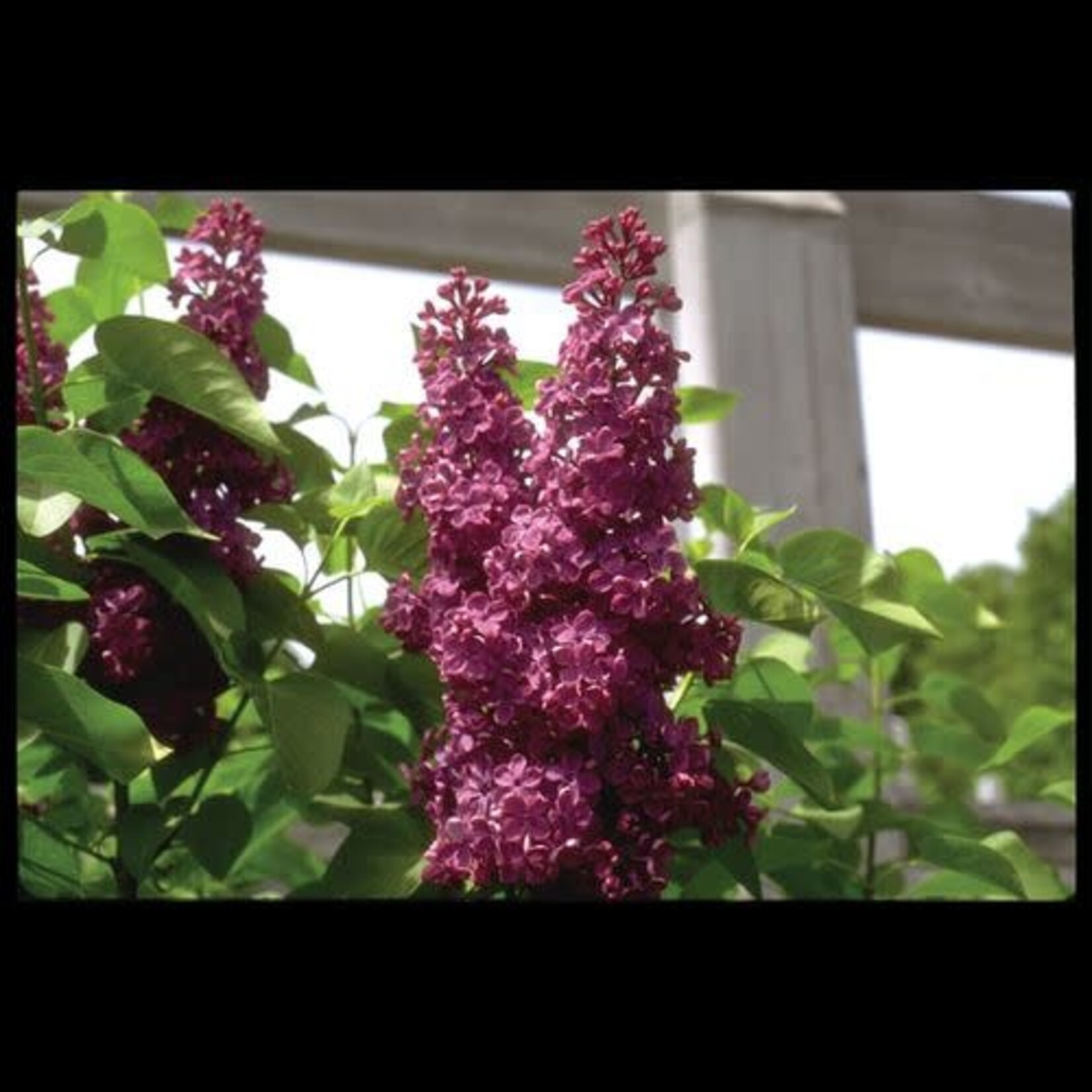 Lilac Charles Joly French 5 Gal