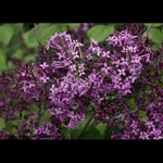 Lilac Bloomerang Dark Purple 8"