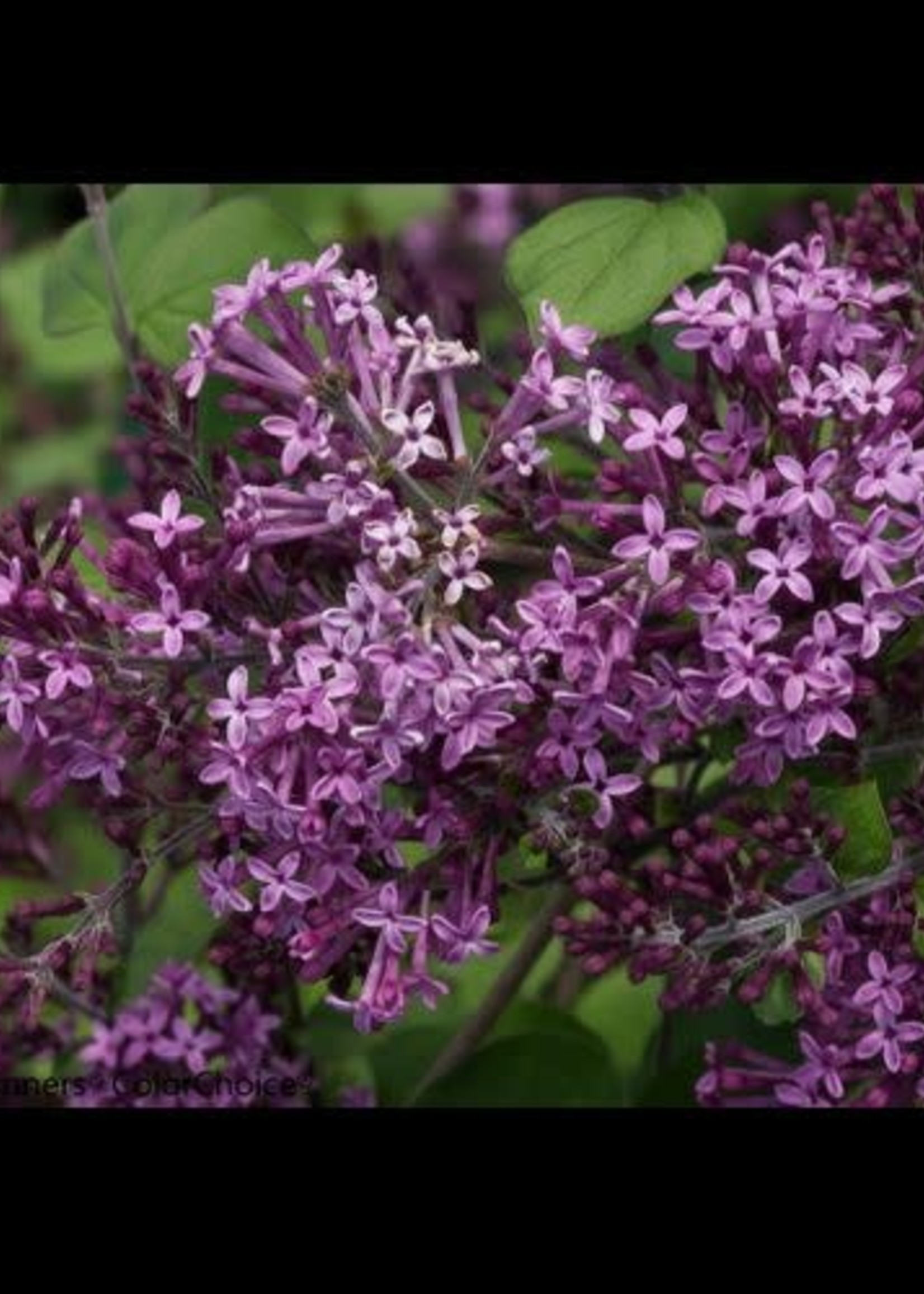 Lilac Bloomerang Dark Purple 8"