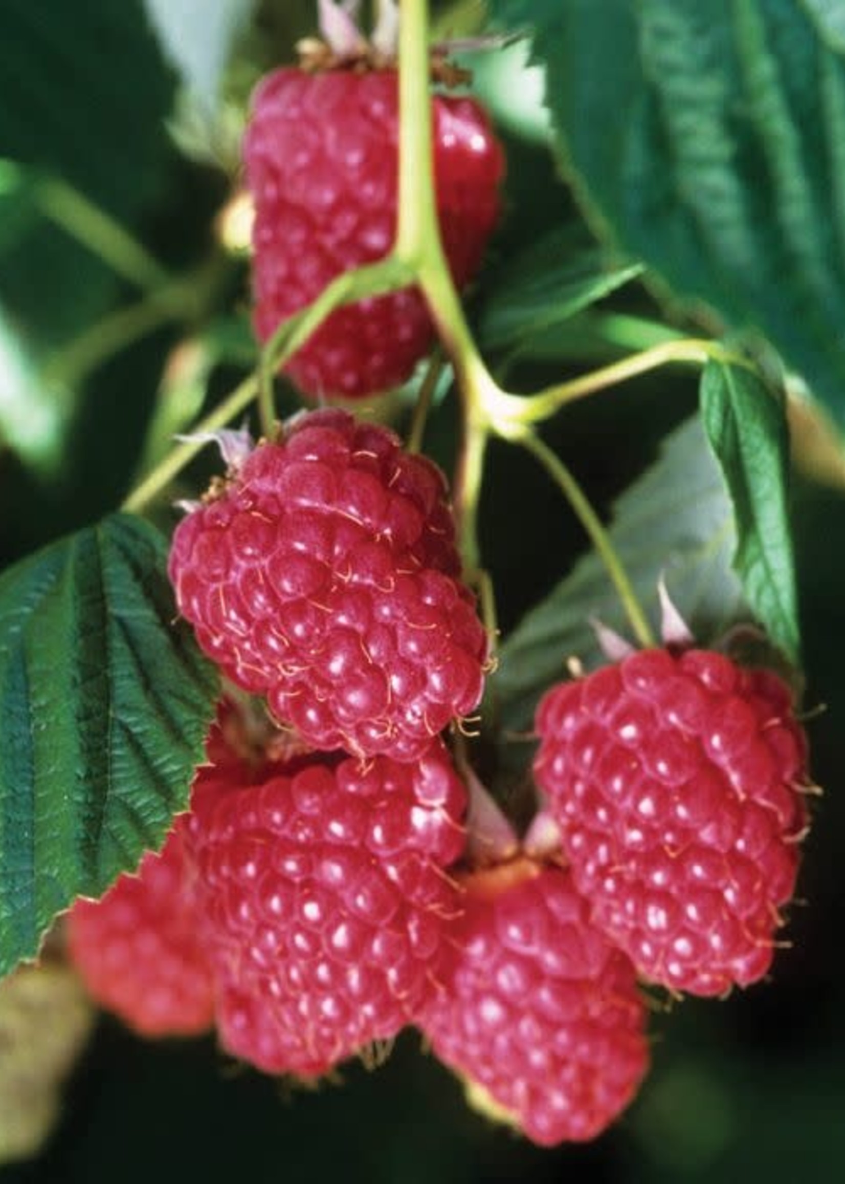 Nova Thornless Raspberry Bare Root