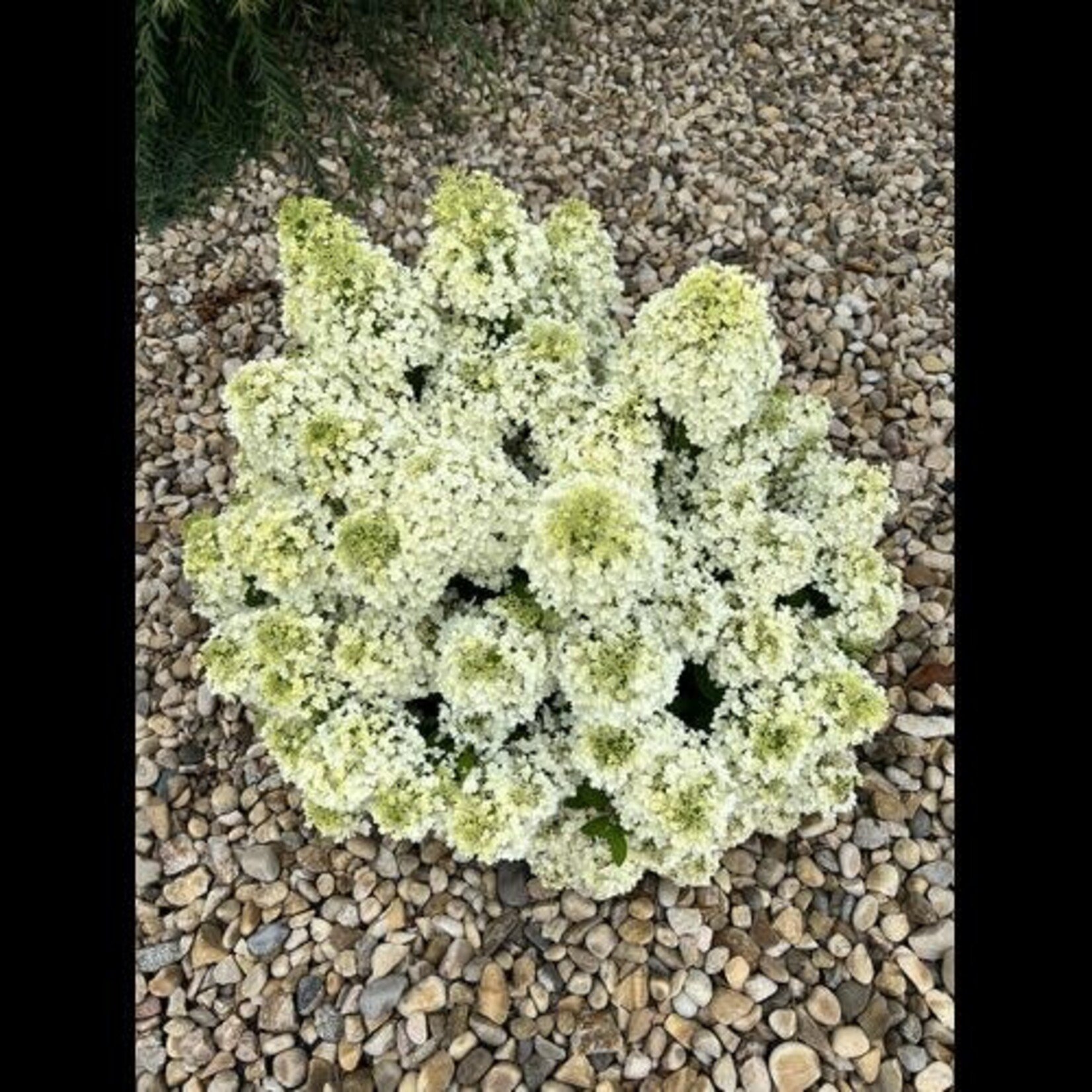 Hydrangea Bobo PW 2 Gal